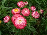 Paper Daisies Pink_2 